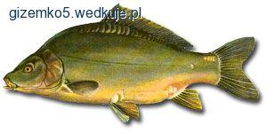 Karp technika połowu