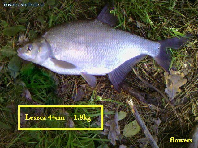 Metoda na leszcza