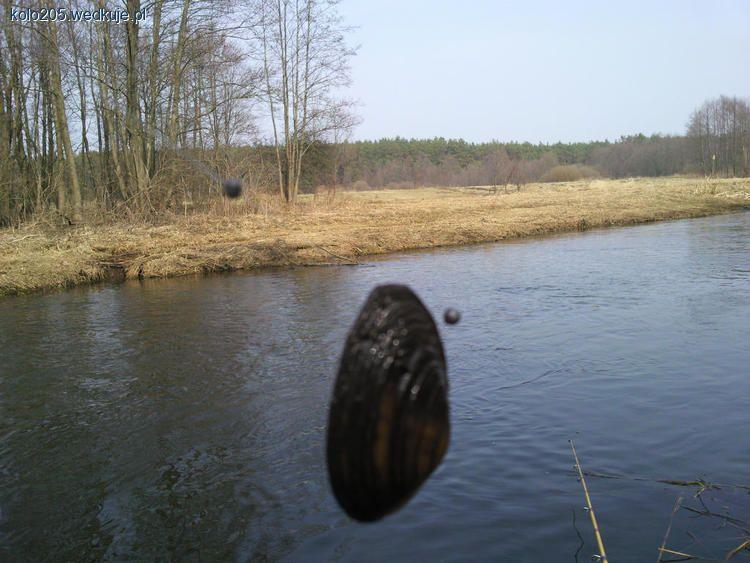 Małża rzeczna łakomczuch