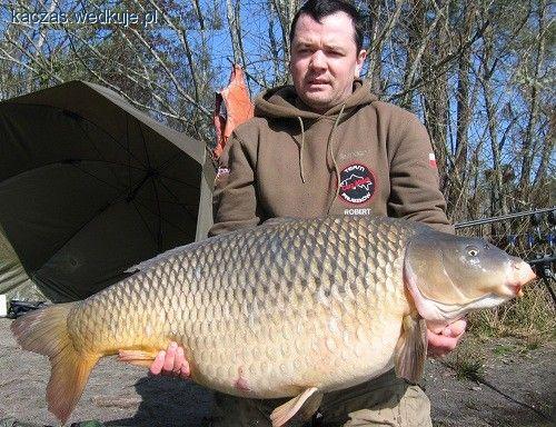 Marcowy olbrzymy - karpie 30 kg