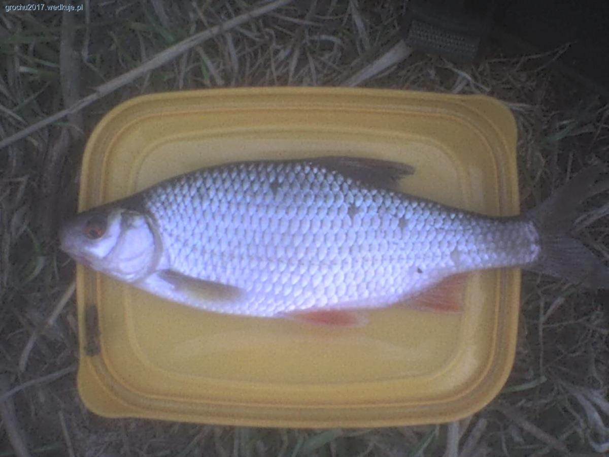 Wyprawa wiosenna.