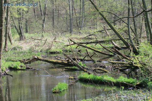 Rzeka Ilanka - jezioro Pniów