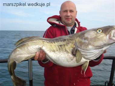 Łowienie dorszy