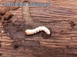 Larwa kornika drukarza