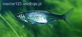 Szybkościowe łowienie uklei, sposobem na wygraną w zawodach