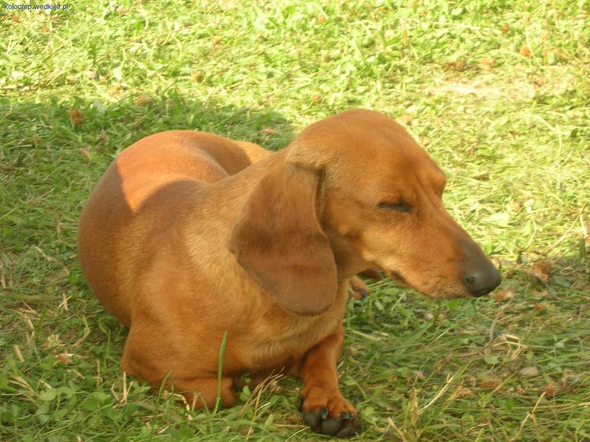 Wędkarski kompan.