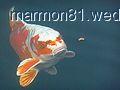 Karp z bliska (Autobiografia)