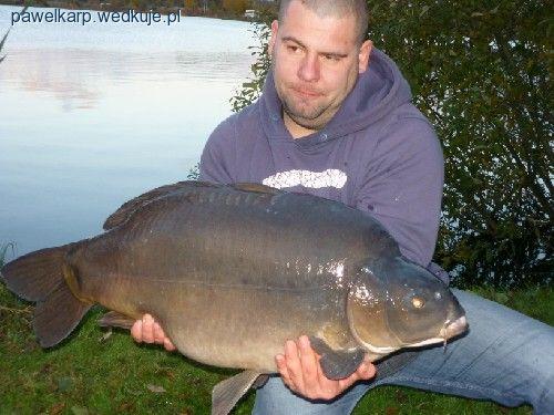 Zarybienie Jarosławek- karp 35 kg