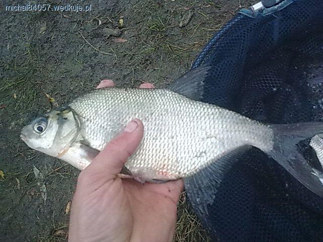 Zanęciłem, a zbyt dużo nie połowiłem
