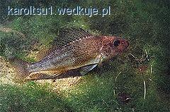 Spinning - błędy