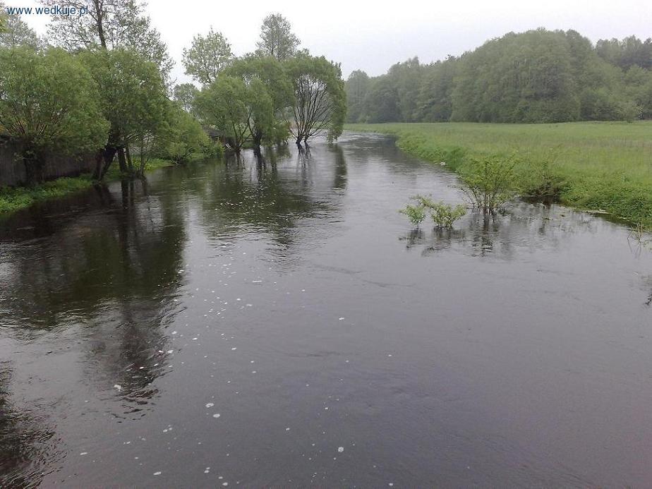 Biała Nida w Mniszku