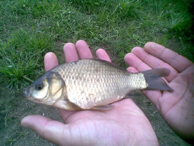 Ryby chcą oddychać