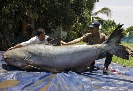 Gigantyczne skarby rzeki Mekong