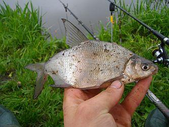 Poręba 2010