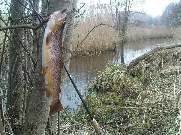 Udane otwarcie sezonu pstrągowego 2010