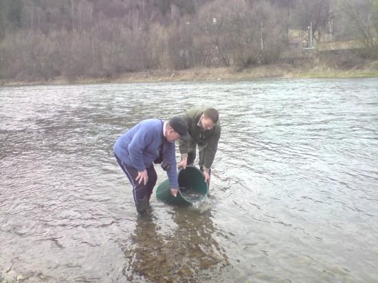 Akcja zarybianie rzeki Poprad- marzec 2010