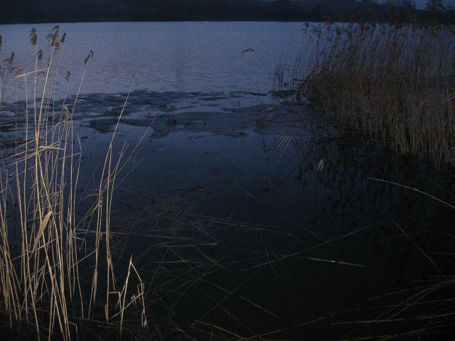 Zimna płoć, nieuchwytny leszcz