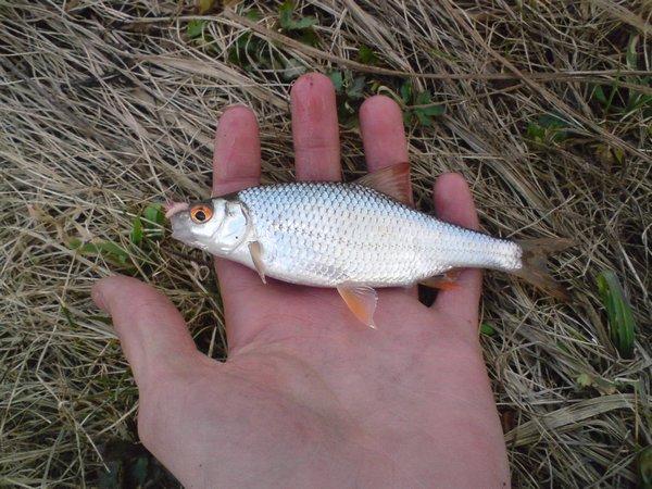 Pierwsze wiosenne połowy płotki