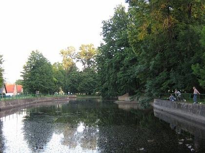 Staw w Parku