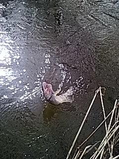 Portalowe pstrągowanie