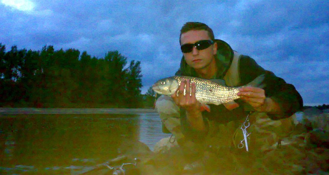 Wiślany kleń