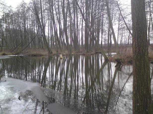 Oszukany przez okonie