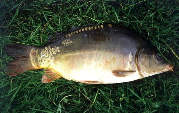 Tradycyjny świąteczny karp