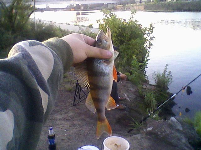 Spławki