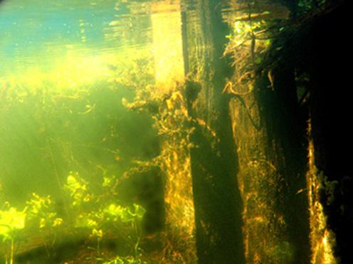 Podwodny świat biebrzańskich bagien
