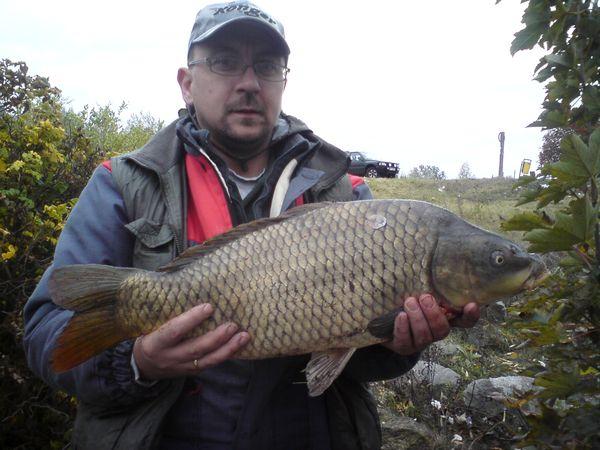 Wiślany karp