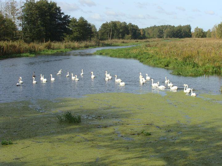 Rzeka Krępa 