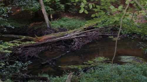 Rzeka Gowienica