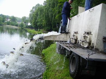 Informacja z zarybienia karpiem i amurem