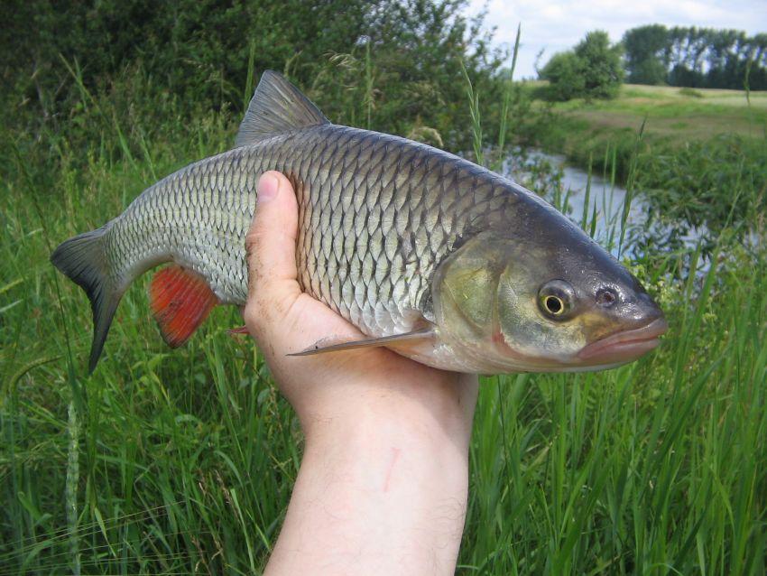 Kleniowe mamuśki