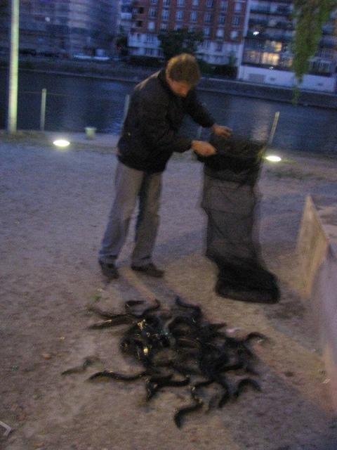 Francuskie węgorze