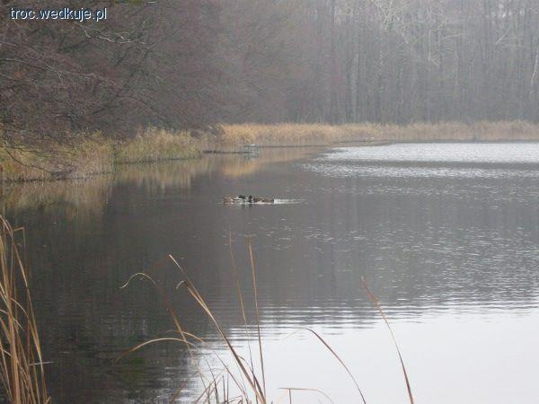 Łowisko specjalne Kacze Doły