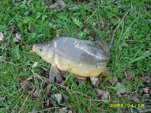 Rozpoczęcie sezonu- komercja 2009