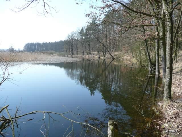 Łachy - dawne koryta rzeki Drwęca