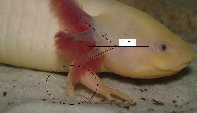 Axolotl