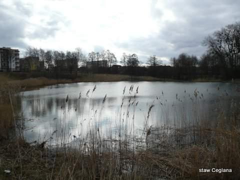 Staw Ceglana