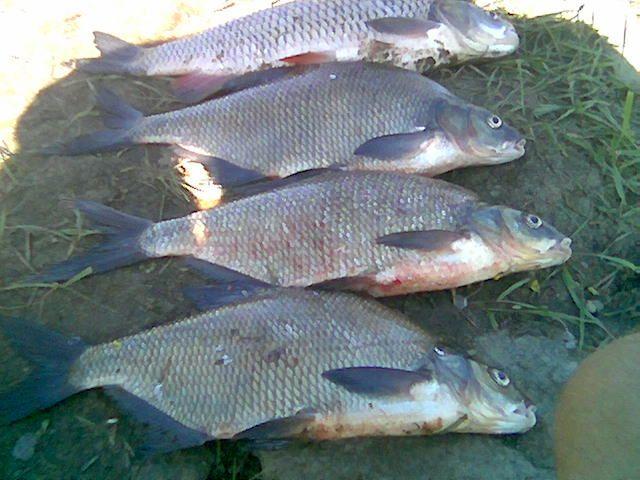 Metoda gruntowa