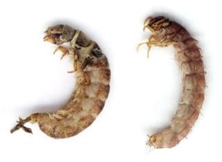 Larwa Chruścika