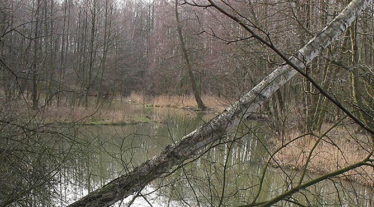 Rzeka Mroga