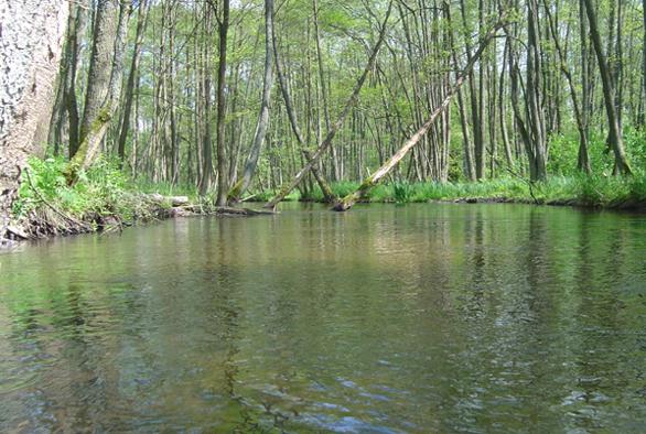 Rzeka Dobrzyca
