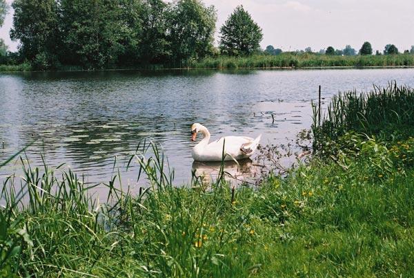Jezioro Czaple - Sieciechów