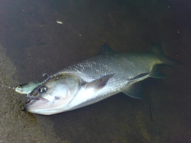 Boleń – ryba lipca