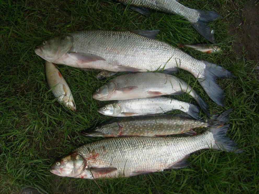 Międzyokręgowa Liga Spinningowa-Chobienia 2008.