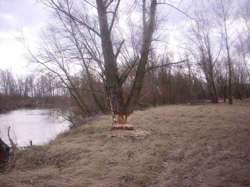 Wisła w okolicach Piwonina