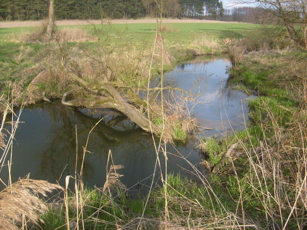 Rzeka Lutynia- Wola Książęca- Czeszewo