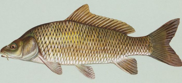 Duże Ryby cz.1 - Karp